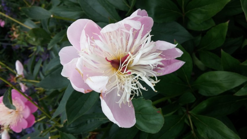 Paeonia plantplacesimage20150707_145611.jpg