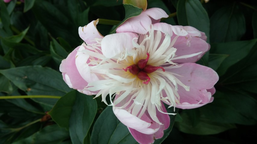 Paeonia  plantplacesimage20150707_145621.jpg