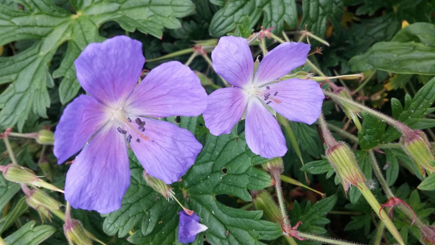 Geranium himalayense plantplacesimage20150707_145723.jpg