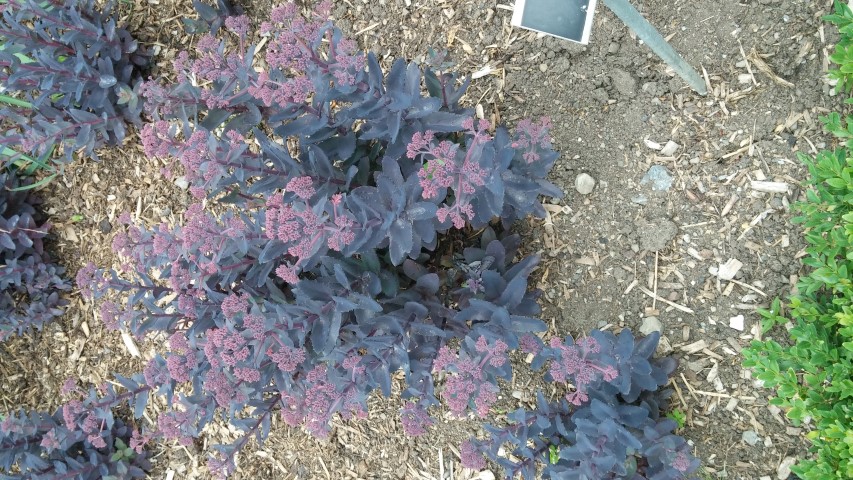 Sedum  plantplacesimage20150707_145958.jpg