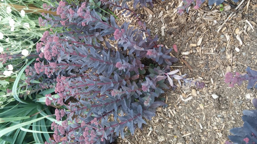 Sedum  plantplacesimage20150707_150010.jpg