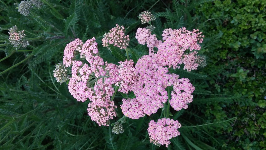 Achillea millefolium plantplacesimage20150707_150138.jpg