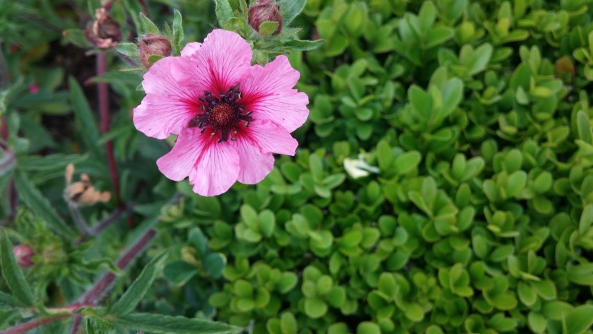 Potentilla nepalensis plantplacesimage20150707_150249.jpg