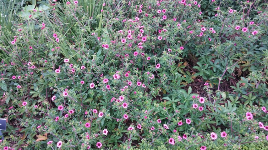 Potentilla nepalensis plantplacesimage20150707_150304.jpg