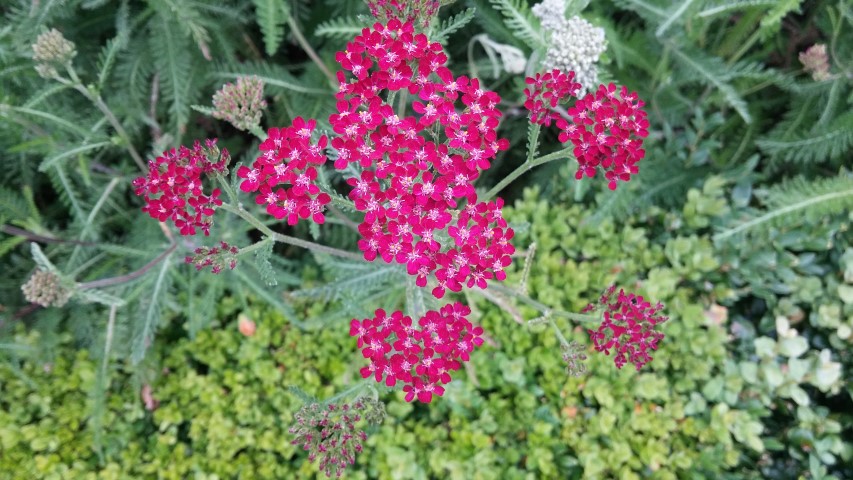 Achillea millefolium plantplacesimage20150707_150403.jpg