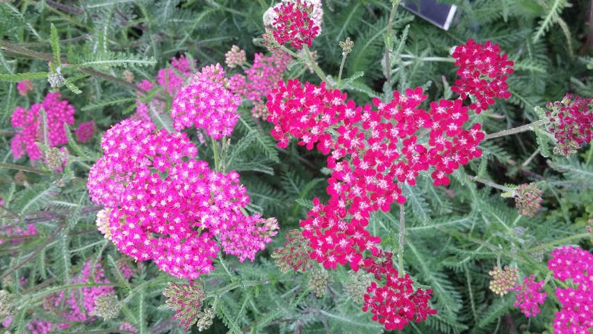 Achillea millefolium plantplacesimage20150707_150415.jpg