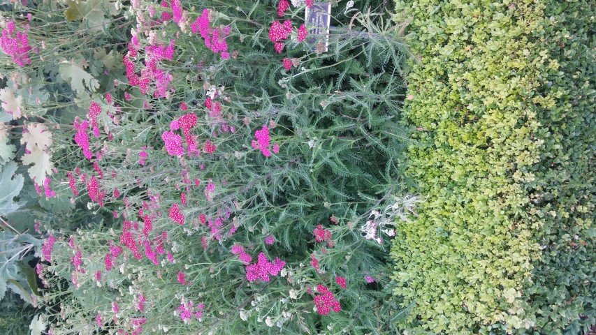 Achillea millefolium plantplacesimage20150707_150424.jpg