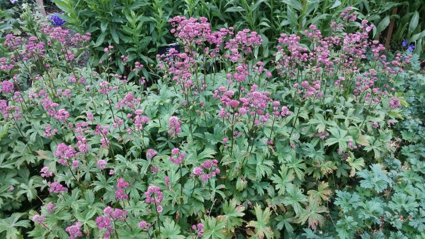 Astrantia  plantplacesimage20150707_150559.jpg