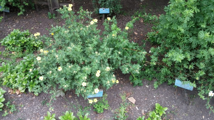 Potentilla fruticosa plantplacesimage20150707_153810.jpg