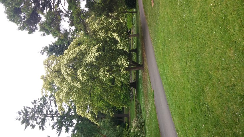 Cornus capitata plantplacesimage20150707_153838.jpg