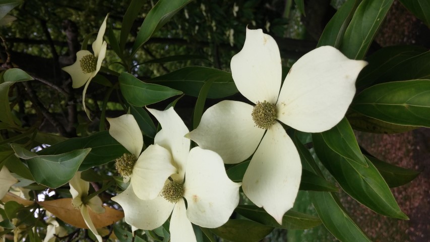 Cornus capitata plantplacesimage20150707_153859.jpg