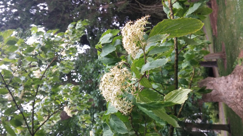 Cornus koreana plantplacesimage20150707_153945.jpg