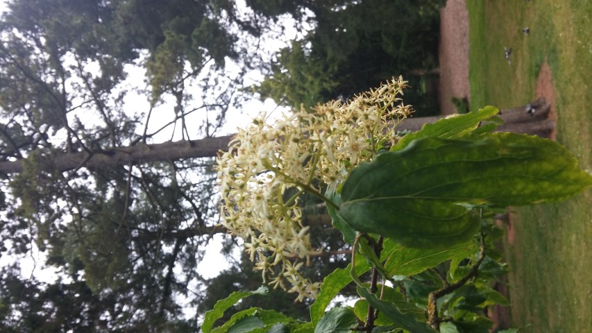 Cornus koreana plantplacesimage20150707_154005.jpg