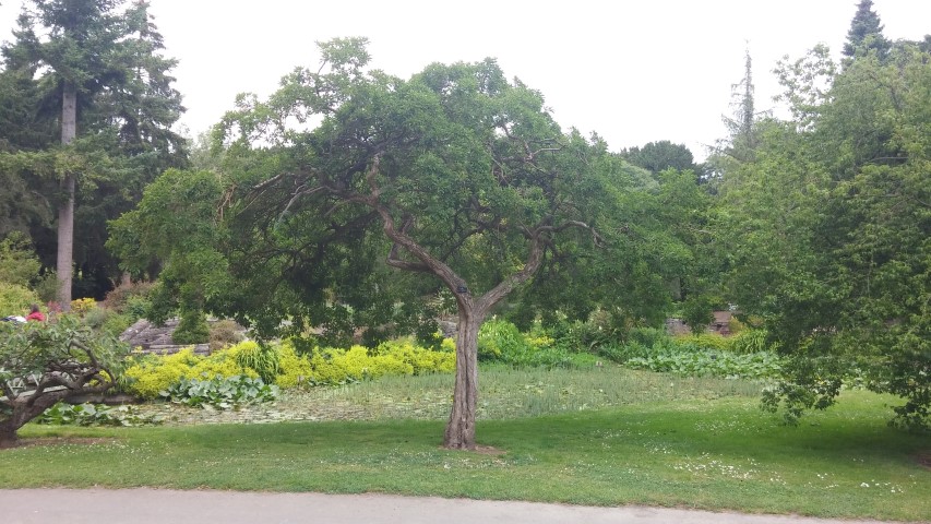 Chloranthus retusus plantplacesimage20150707_154248.jpg