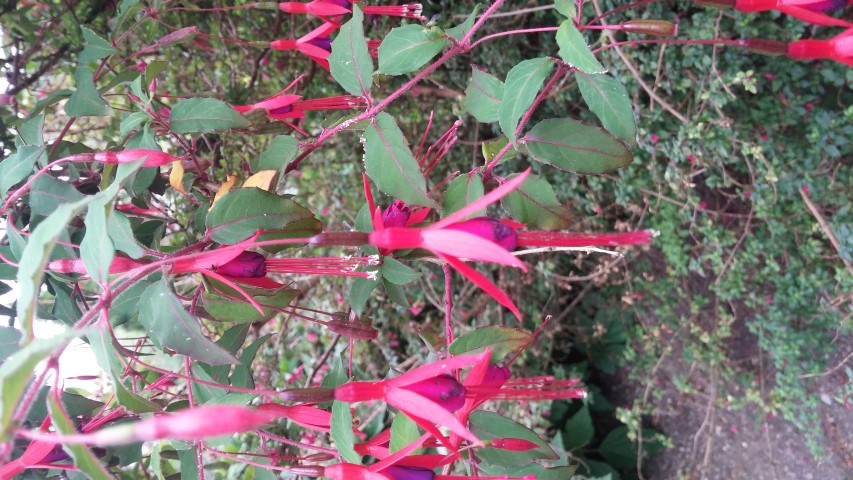 Fuchsia microphylla plantplacesimage20150707_154422.jpg