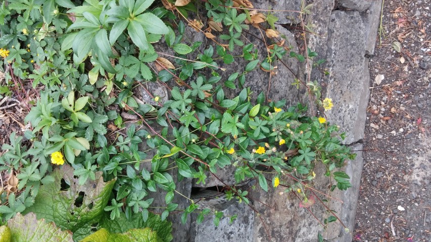 Vinca minor plantplacesimage20150707_154604.jpg