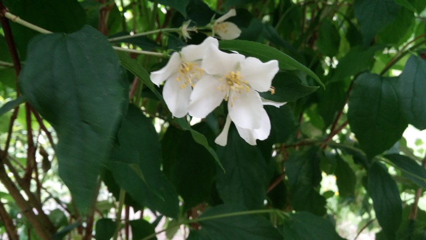 Philadelphus laxus plantplacesimage20150707_154923.jpg