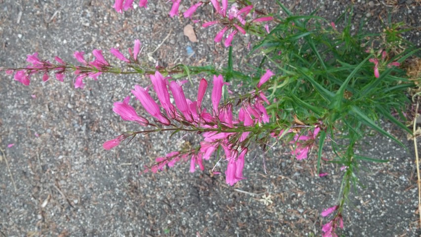 Penstemon  plantplacesimage20150707_155125.jpg