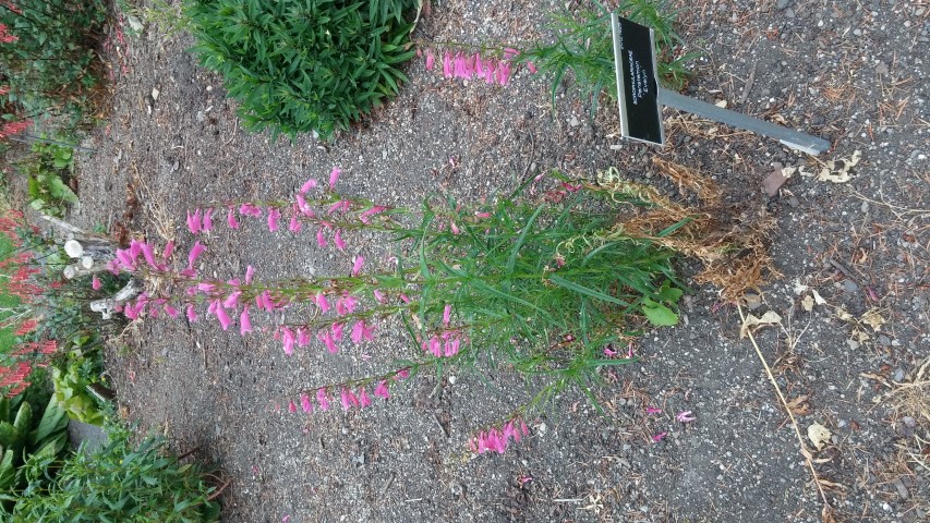 Penstemon  plantplacesimage20150707_155144.jpg