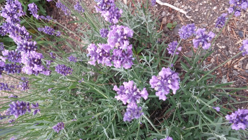 Lavandula angustifolia plantplacesimage20150707_155209.jpg