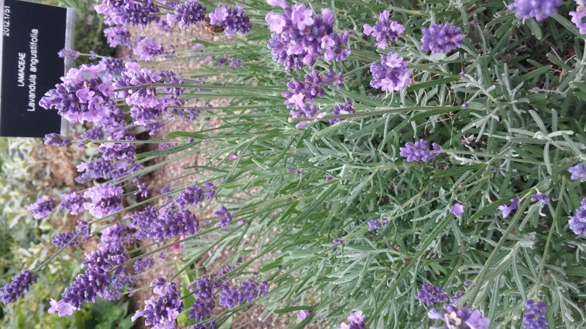 Lavandula angustifolia plantplacesimage20150707_155220.jpg