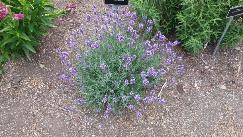 Lavandula angustifolia plantplacesimage20150707_155228.jpg