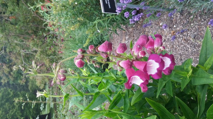 Penstemon  plantplacesimage20150707_155314.jpg