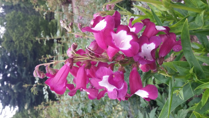 Penstemon  plantplacesimage20150707_155334.jpg