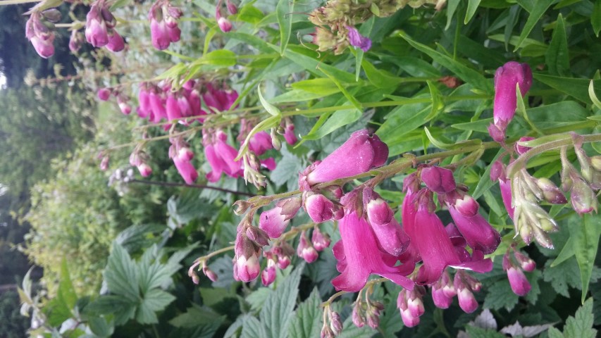 Penstemon  plantplacesimage20150707_155346.jpg