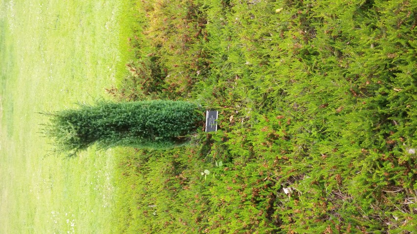 Juniperus communis plantplacesimage20150707_161658.jpg
