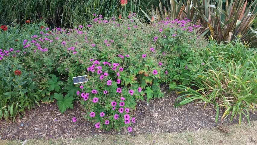 Geranium psilostemon plantplacesimage20150707_161918.jpg