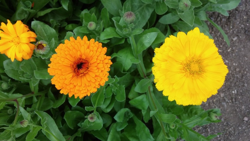 Calendula officinalis plantplacesimage20150707_163118.jpg