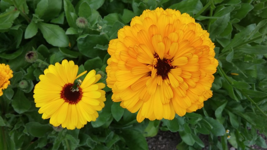 Calendula officinalis plantplacesimage20150707_163131.jpg