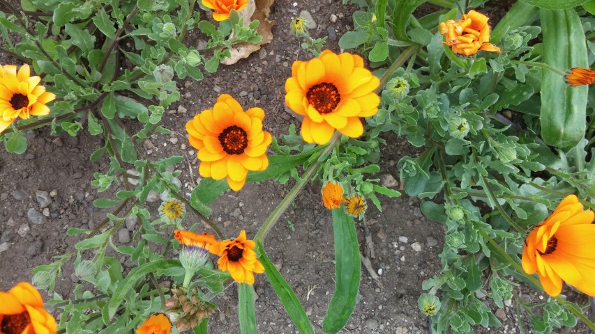Dimorphotheca plantplacesimage20150707_163222.jpg