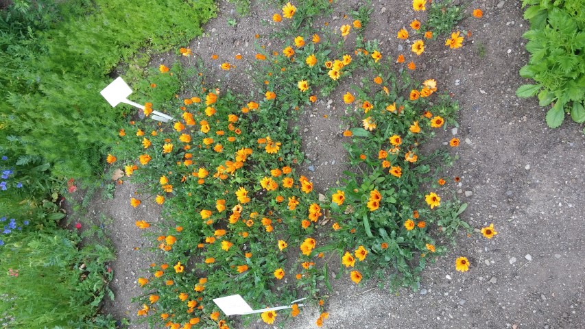 Dimorphotheca plantplacesimage20150707_163234.jpg