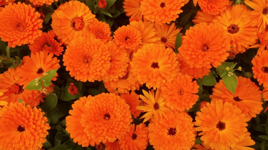 Calendula officinalis plantplacesimage20150707_163615.jpg