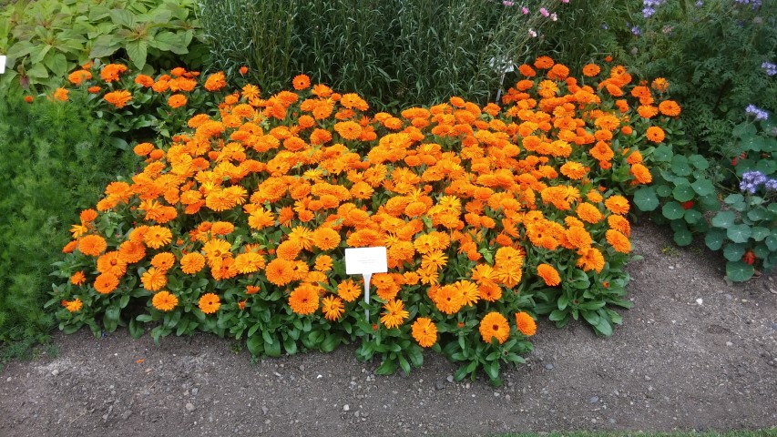 Calendula officinalis plantplacesimage20150707_163630.jpg