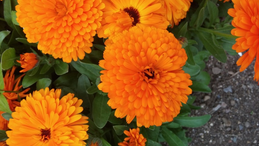 Calendula officinalis plantplacesimage20150707_163640.jpg