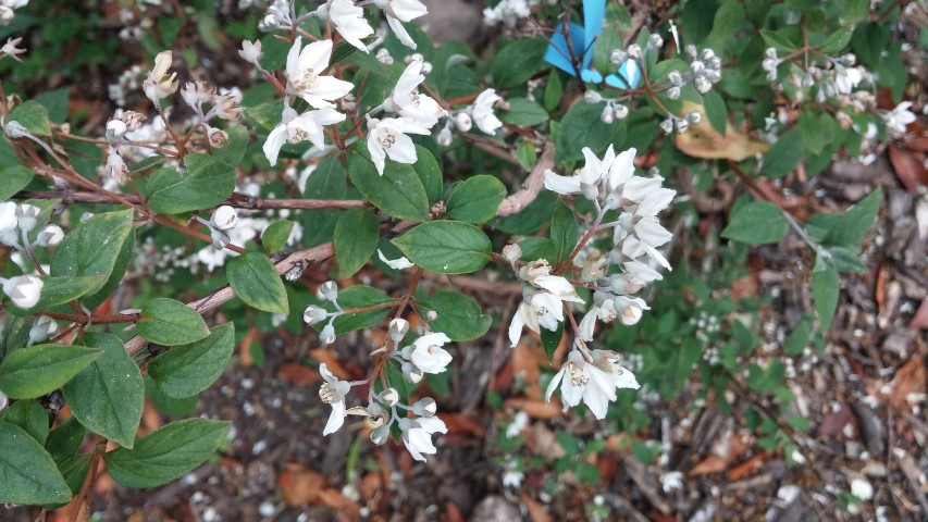 Deutzia purpurescens plantplacesimage20150707_163836.jpg