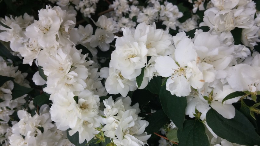 Philadelphus plantplacesimage20150707_163925.jpg