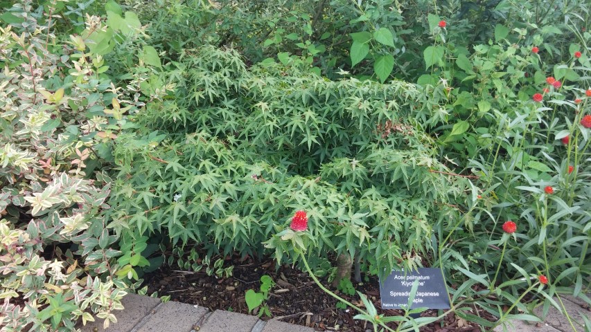 Acer palmatum plantplacesimage20150808_131534.jpg