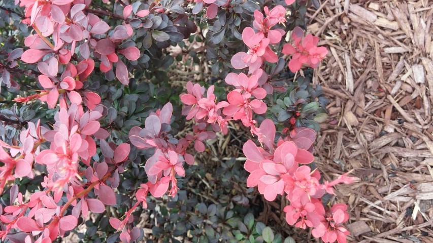 Berberis thunbergii plantplacesimage20150808_131803.jpg