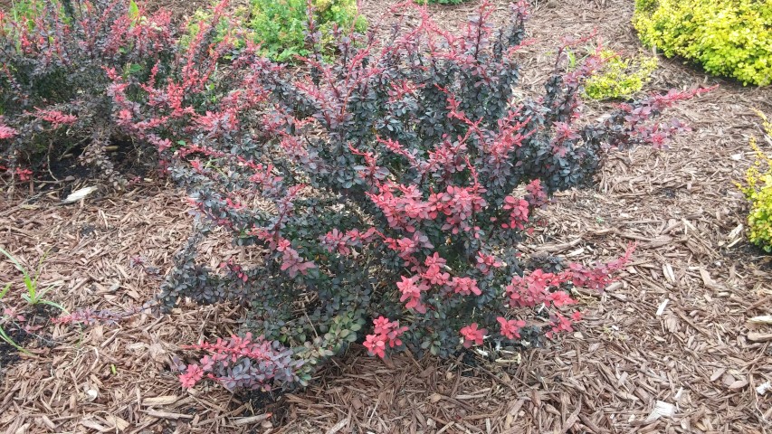 Berberis thunbergii plantplacesimage20150808_131819.jpg