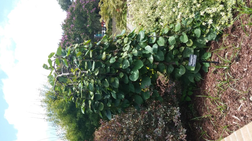 Cercis canadensis plantplacesimage20150808_132749.jpg