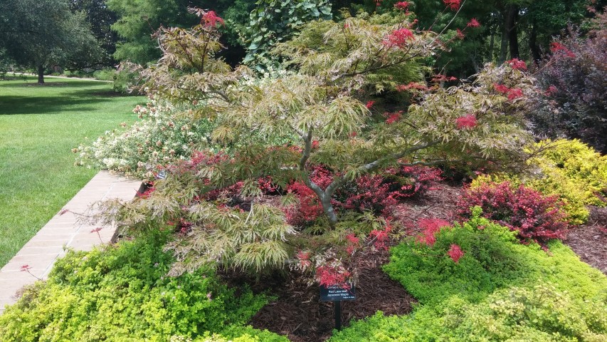 Acer palmatum var. dissectum plantplacesimage20150808_132900.jpg