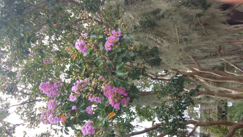 Lagerstroemia indica x fauriei plantplacesimage20150808_133715.jpg