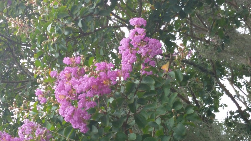 Lagerstroemia indica x fauriei plantplacesimage20150808_133748.jpg