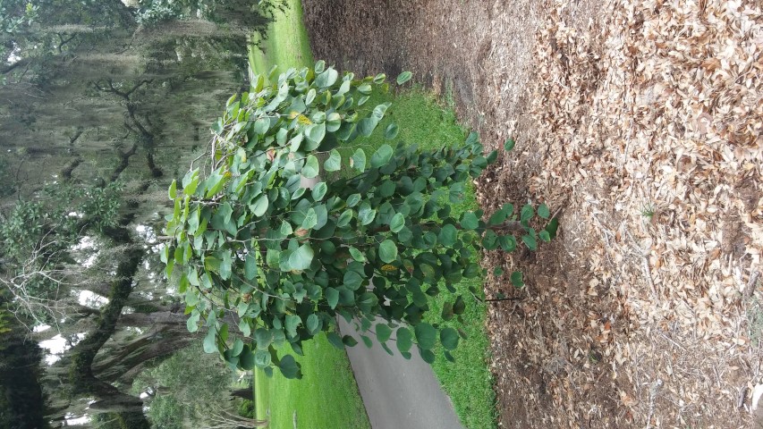 Cercis canadensis plantplacesimage20150808_134304.jpg