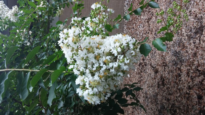 Lagerstroemia  plantplacesimage20150808_134339.jpg