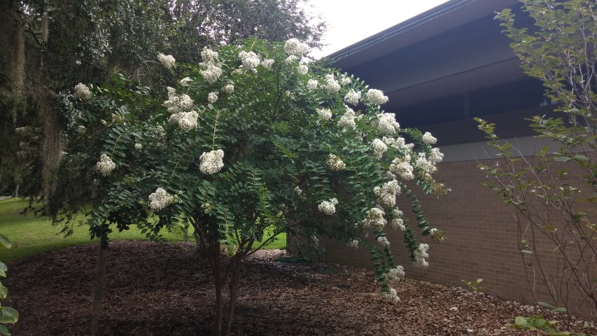 Lagerstroemia plantplacesimage20150808_134353.jpg